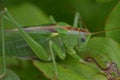 A portrait of a green grasshopper on a leaf. Royalty Free Stock Photo