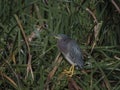 Portrait of a Green Heron in the Swamp Royalty Free Stock Photo