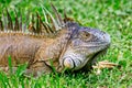 Portrait of wild green iguana. Costa Rica Royalty Free Stock Photo