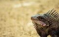 A portrait of a Green Iguana in the Virgin Islands. Royalty Free Stock Photo