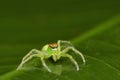 Portrait of Green Jumping spider, Epeus flavobilineatu