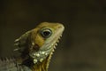 Portrait of a green lizard against a blurry background.