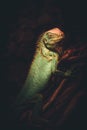 Portrait of green iguana Dark and dramatic style image Royalty Free Stock Photo