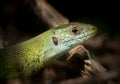 Portrait of a green lizard resting in the sun Royalty Free Stock Photo