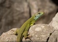 Portrait of a green lizard resting in the sun Royalty Free Stock Photo