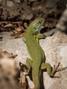 Portrait of a green lizard resting in the sun Royalty Free Stock Photo