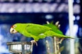 Portrait of green parrot Royalty Free Stock Photo
