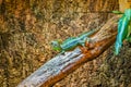 Portrait of a green plumed basilisk sitting on a tree branch, male helmeted lizard, tropical reptile from America Royalty Free Stock Photo