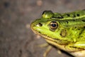 Portrait of a green pond frog Pelophylax lessonae Royalty Free Stock Photo