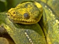 Portrait of Green Tree Python, Chondropython viridis Royalty Free Stock Photo