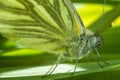 Portrait of Green-veined white