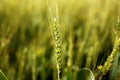 Portrait of green wheat fields for baisakhi festival