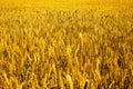 Portrait of green wheat fields for baisakhi festival Royalty Free Stock Photo