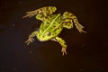 Portrait of a green wild frog