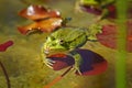 Portrait of a green wild frog