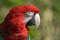 Portrait green-winged macaw