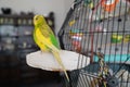 Portrait of a green and yellow budgerigar parakeet sitting on a cuttle fish bone on the side of her cage lit by window light Royalty Free Stock Photo
