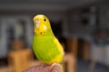 Portrait of a green and yellow budgerigar parakeet sitting on a finger lit by window light Royalty Free Stock Photo