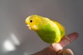 Portrait of a green and yellow budgerigar parakeet sitting on a finger lit by window light Royalty Free Stock Photo