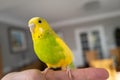 Portrait of a green and yellow budgerigar parakeet sitting on a finger lit by window light Royalty Free Stock Photo