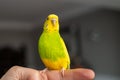 Portrait of a green and yellow budgerigar parakeet sitting on a finger lit by window light Royalty Free Stock Photo