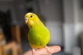 Portrait of a green and yellow budgerigar parakeet sitting on a finger lit by window light Royalty Free Stock Photo