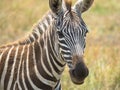Portrait zebra foal, national park africa Royalty Free Stock Photo