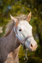 Portrait of American Paint Horse in Summer Royalty Free Stock Photo