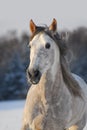 Portrait grey andalusian horse Royalty Free Stock Photo