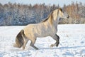 Portrait grey andalusian horse Royalty Free Stock Photo