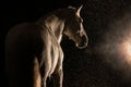 Portrait of grey andalusian horse on black background