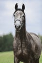 Portrait of grey arabian horse in green field in summer Royalty Free Stock Photo