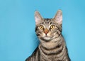 Portrait of a grey and black tabby cat on blue Royalty Free Stock Photo