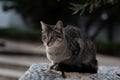 Portrait of a grey and black, tiger stripe, adult, feral cat sitting on a stone wall