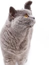 Portrait of a grey british cat