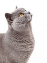 Portrait of a grey british cat Royalty Free Stock Photo