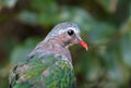 Grey-capped Emerald Dove