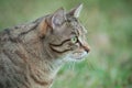 grey cat looking preys in a garden