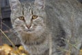 Portrait of grey cat with sad eyes Royalty Free Stock Photo
