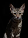 Portrait of a grey cat with stripes, close-up, on black background