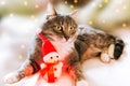 Portrait of grey cat and toy snowman. Royalty Free Stock Photo