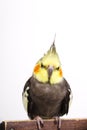 a grey cockatiel Nymphicus hollandicus in front of white background Royalty Free Stock Photo