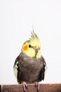 a grey cockatiel Nymphicus hollandicus in front of white background Royalty Free Stock Photo