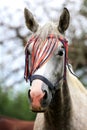 Portrait of a grey colored arabian horse rural scene Royalty Free Stock Photo