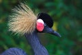 Portrait of a Grey Crowned Crane Royalty Free Stock Photo