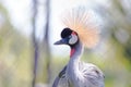 Portrait of Grey Crowned crane Royalty Free Stock Photo