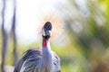 Portrait of Grey Crowned crane Royalty Free Stock Photo