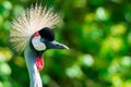 Portrait of a grey crowned crane. Royalty Free Stock Photo