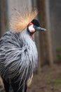 Beautiful Grey Crowned Crane, lat. Balearica regulorum, bird with blue eye and red wattle Royalty Free Stock Photo