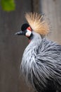 Beautiful Grey Crowned Crane, lat. Balearica regulorum, bird with blue eye and red wattle Royalty Free Stock Photo